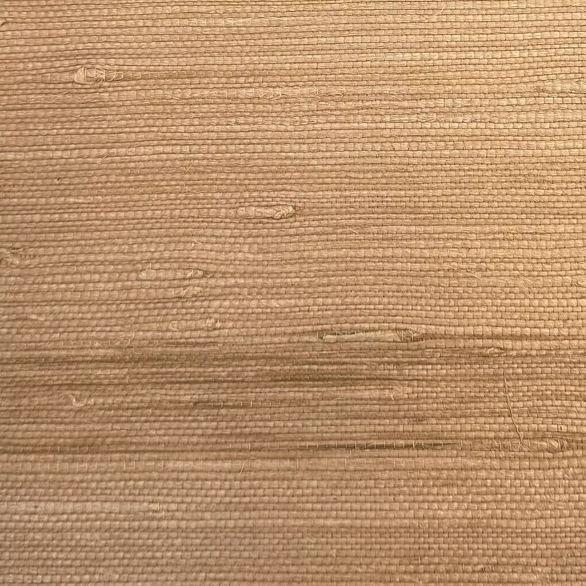 Bahia Grass - CA8293/020