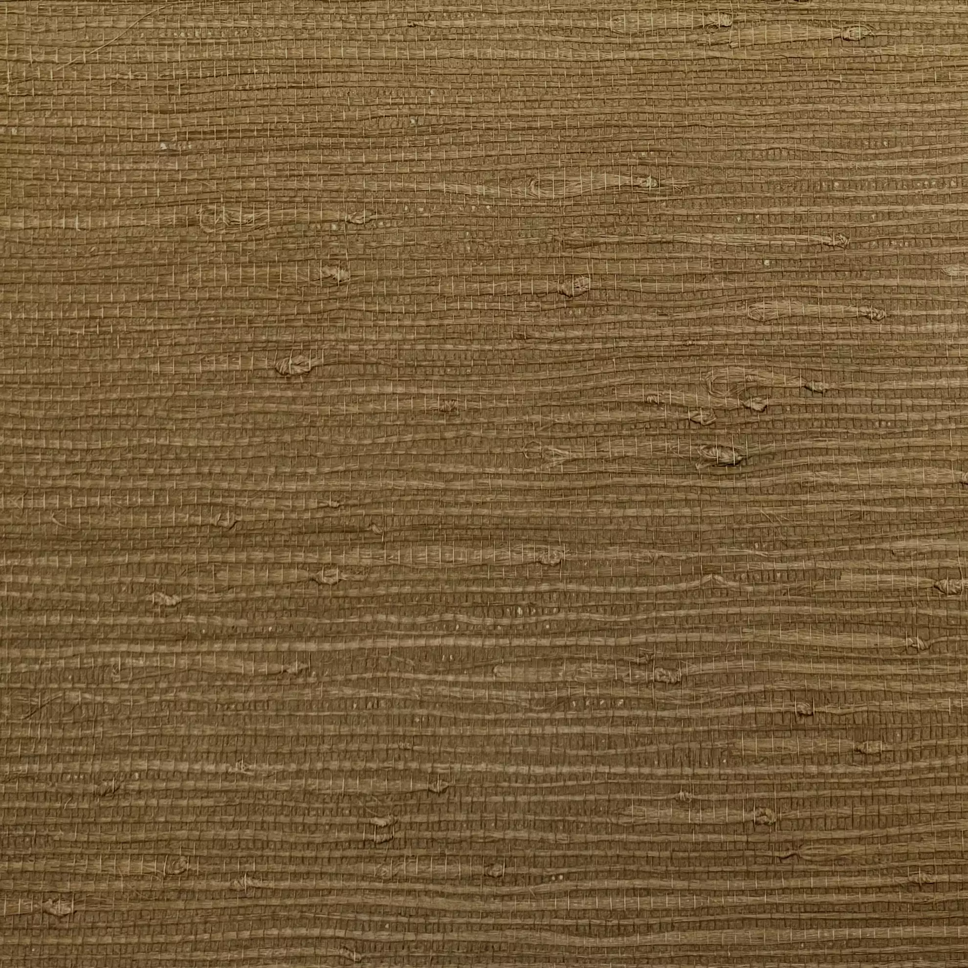 Bahia Grass - CA8293/040