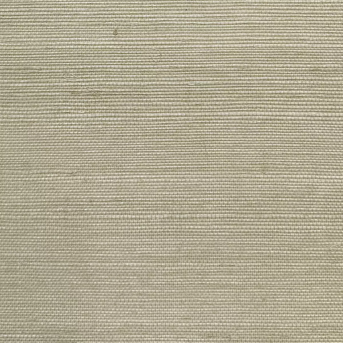 Bermuda Grass - CA8286/020