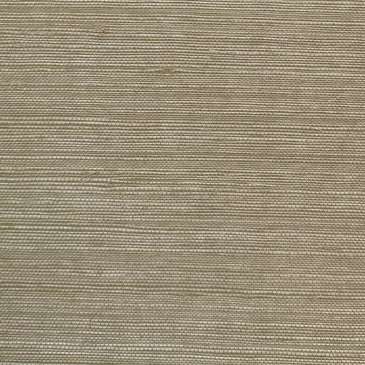 Bermuda Grass - CA8286/021