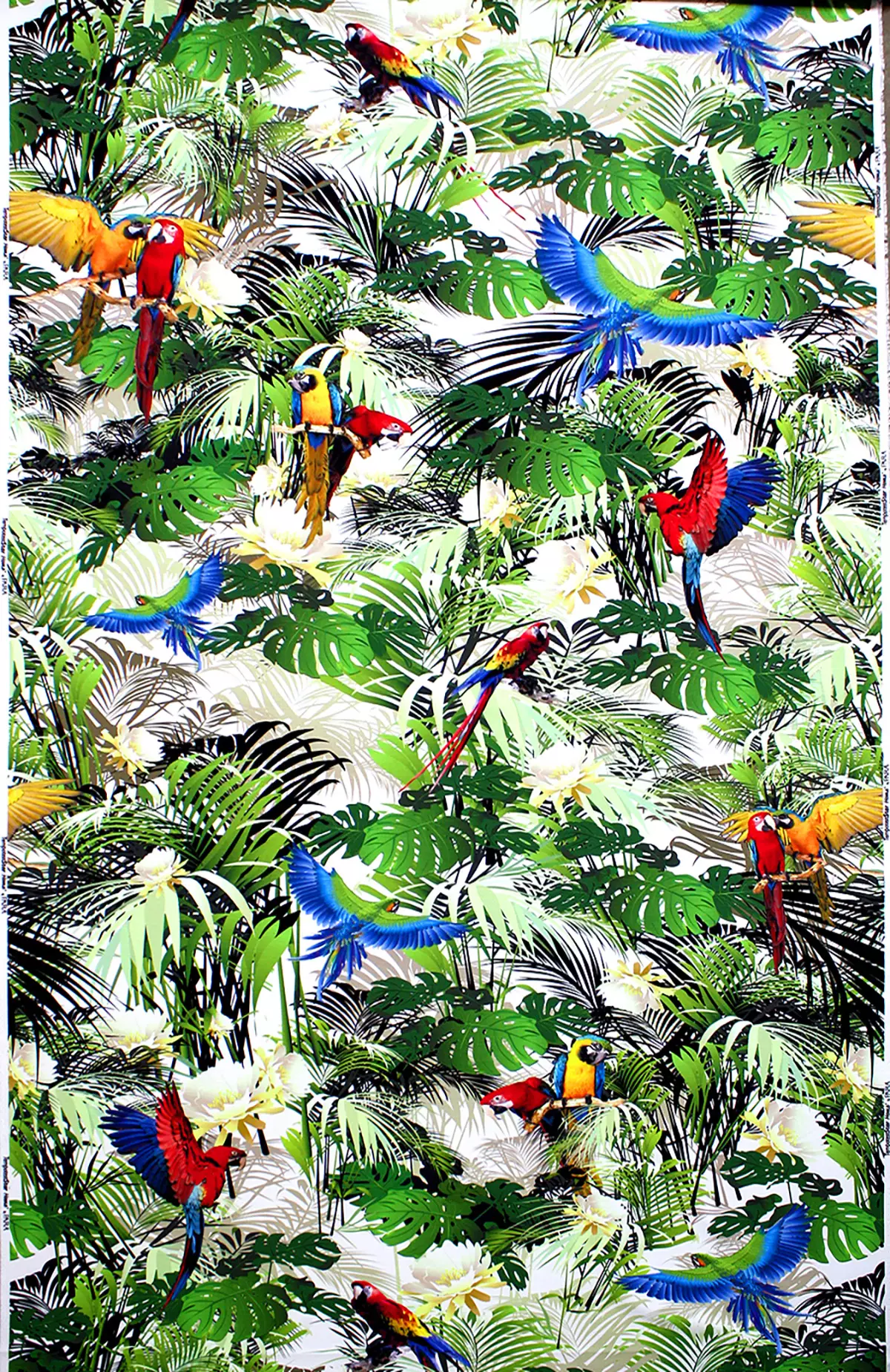 View Rainforest - Tropic Rainforest - Tropic